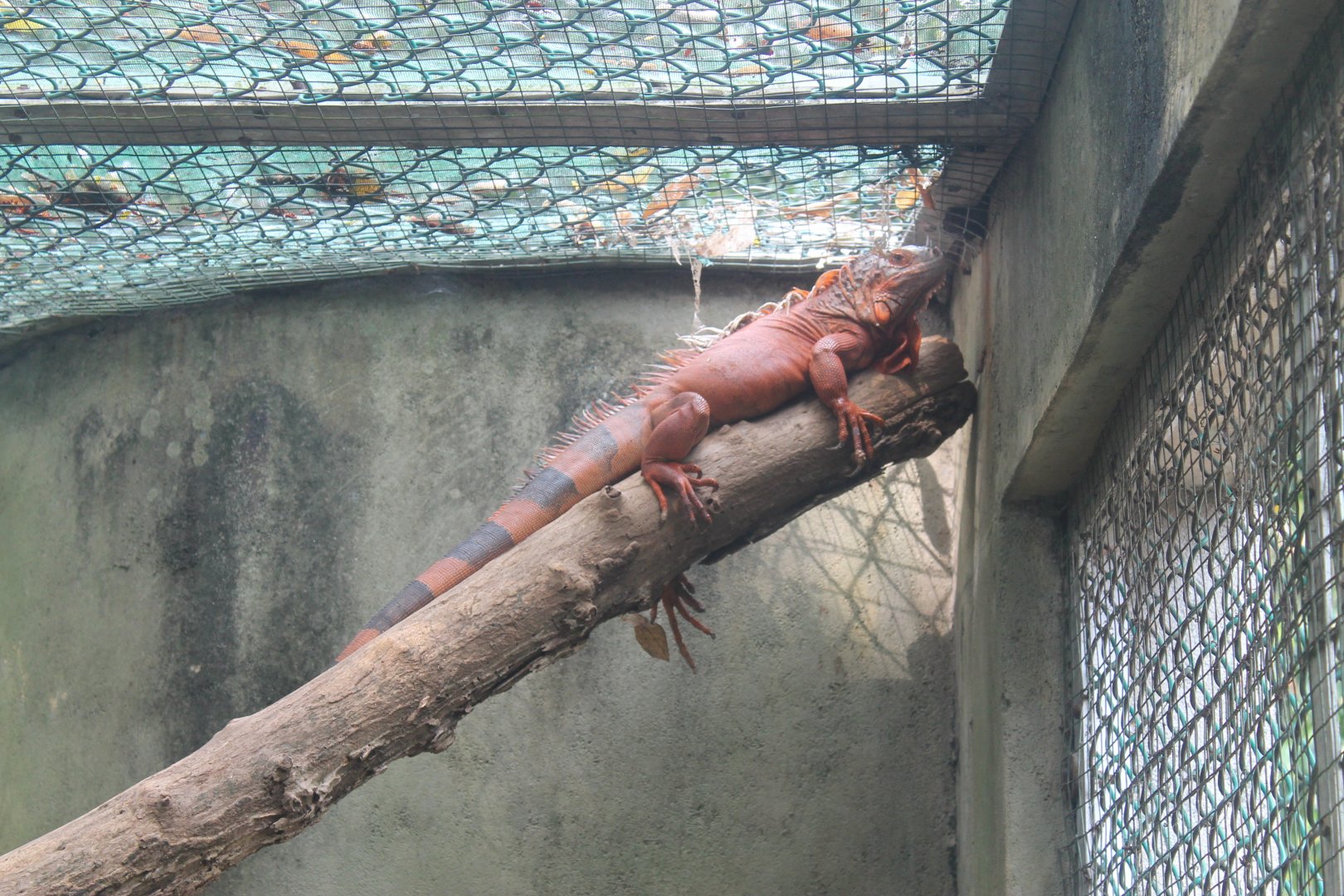 Red Iguana ( = Common Iguana)