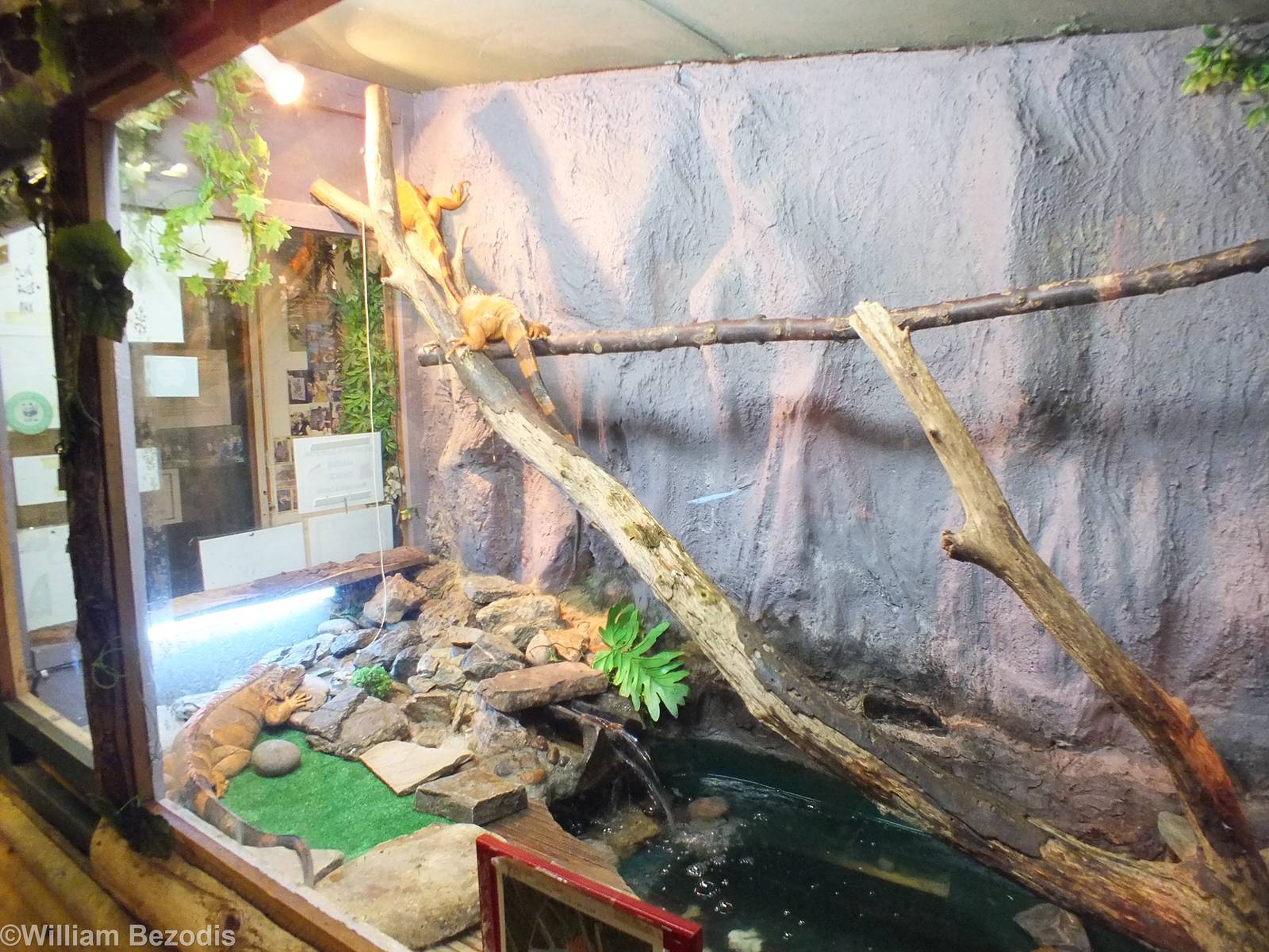 'Red Iguana' Enclosure