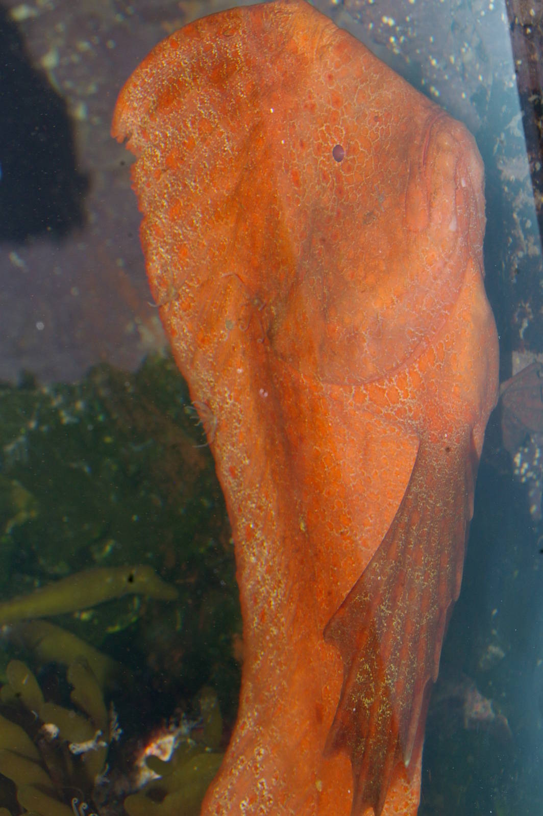 Red Indian fish (Pataecus fronto)