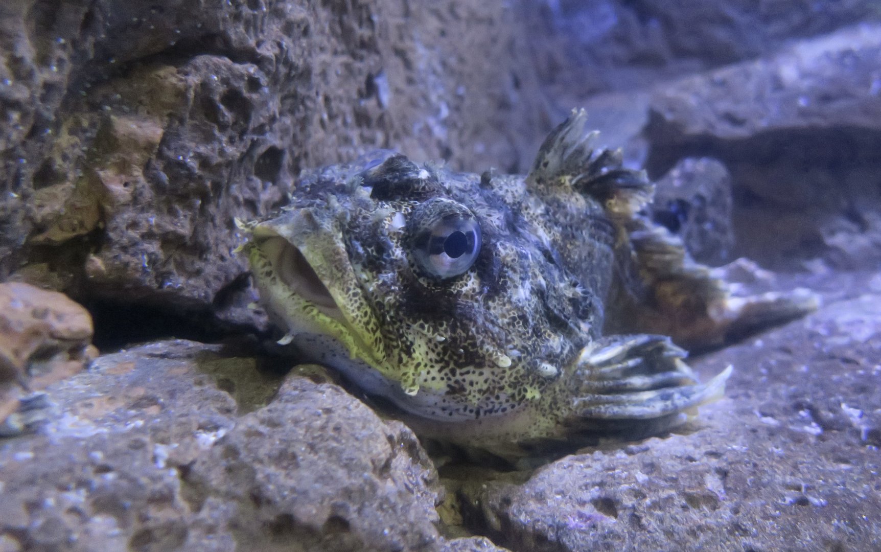 Red Irish Lord (Hemilepidotus hemilepidotus)