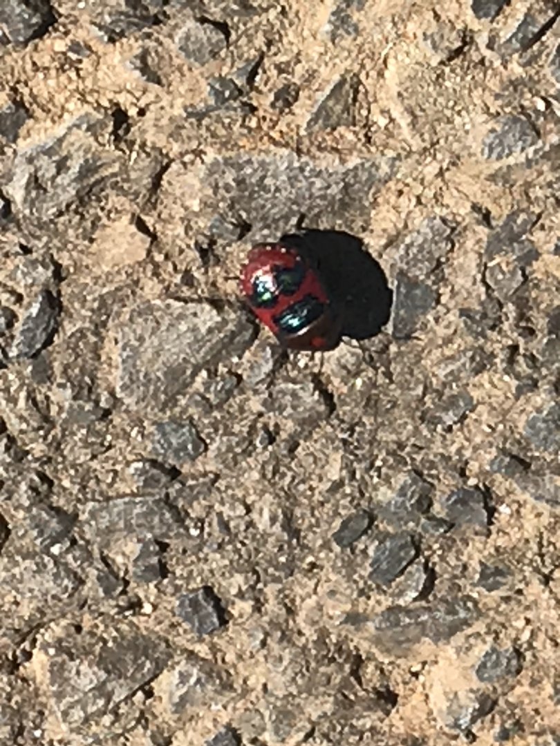 Red Jewel Bug (Choerocoris paganus)