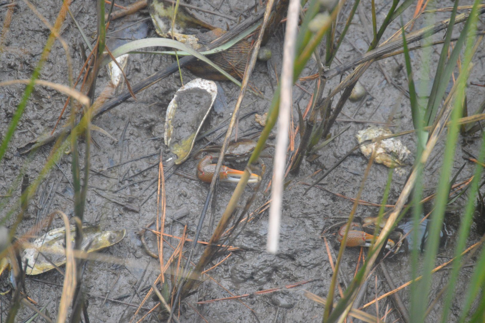 Red-jointed Fiddler Crab (Minuca minax)