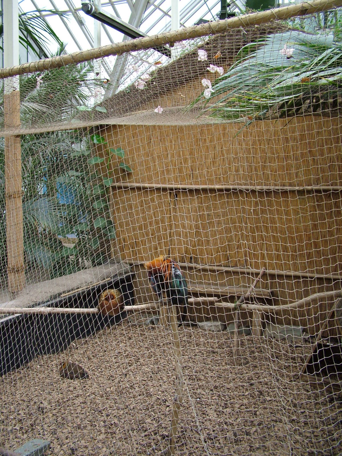 Red Jungle Fowl aviary at Tropical World 01/08/09