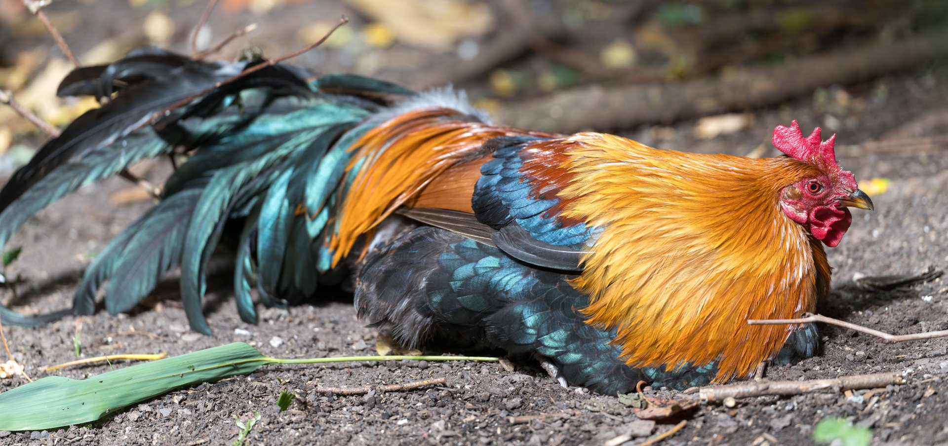 Red Jungle Fowl, Chester, UK