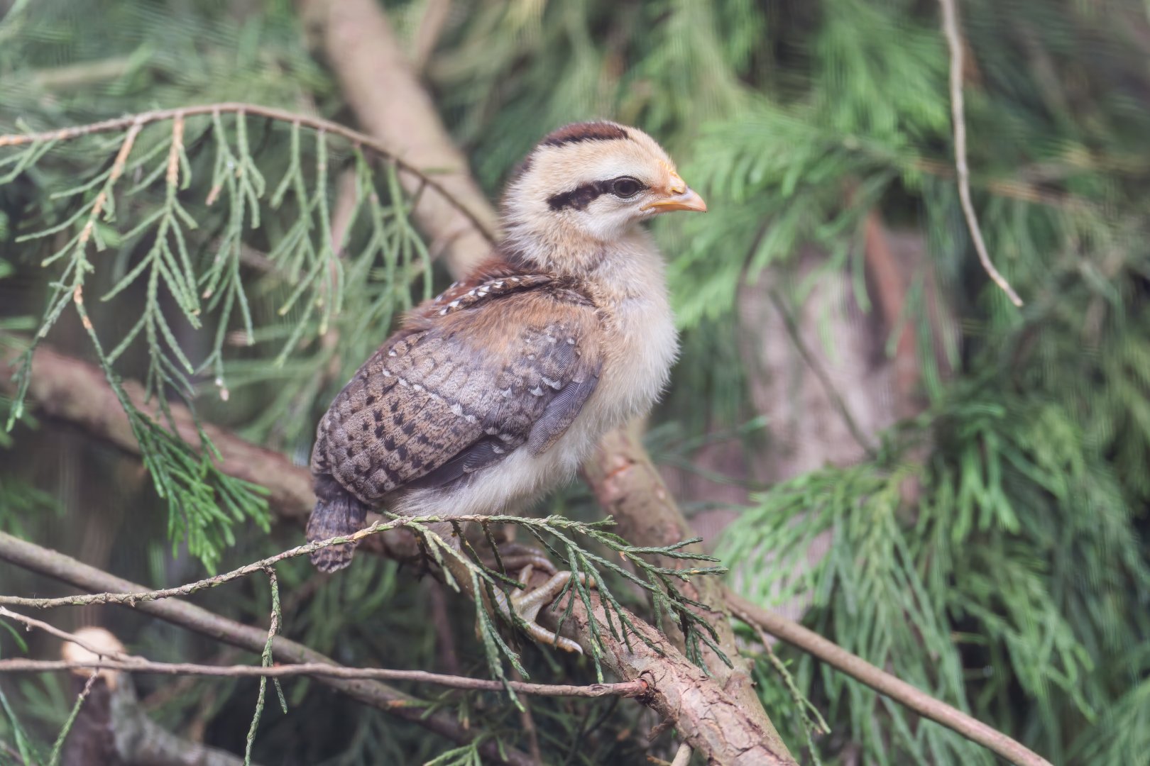 Red jungle fowl chick, CWP, UK