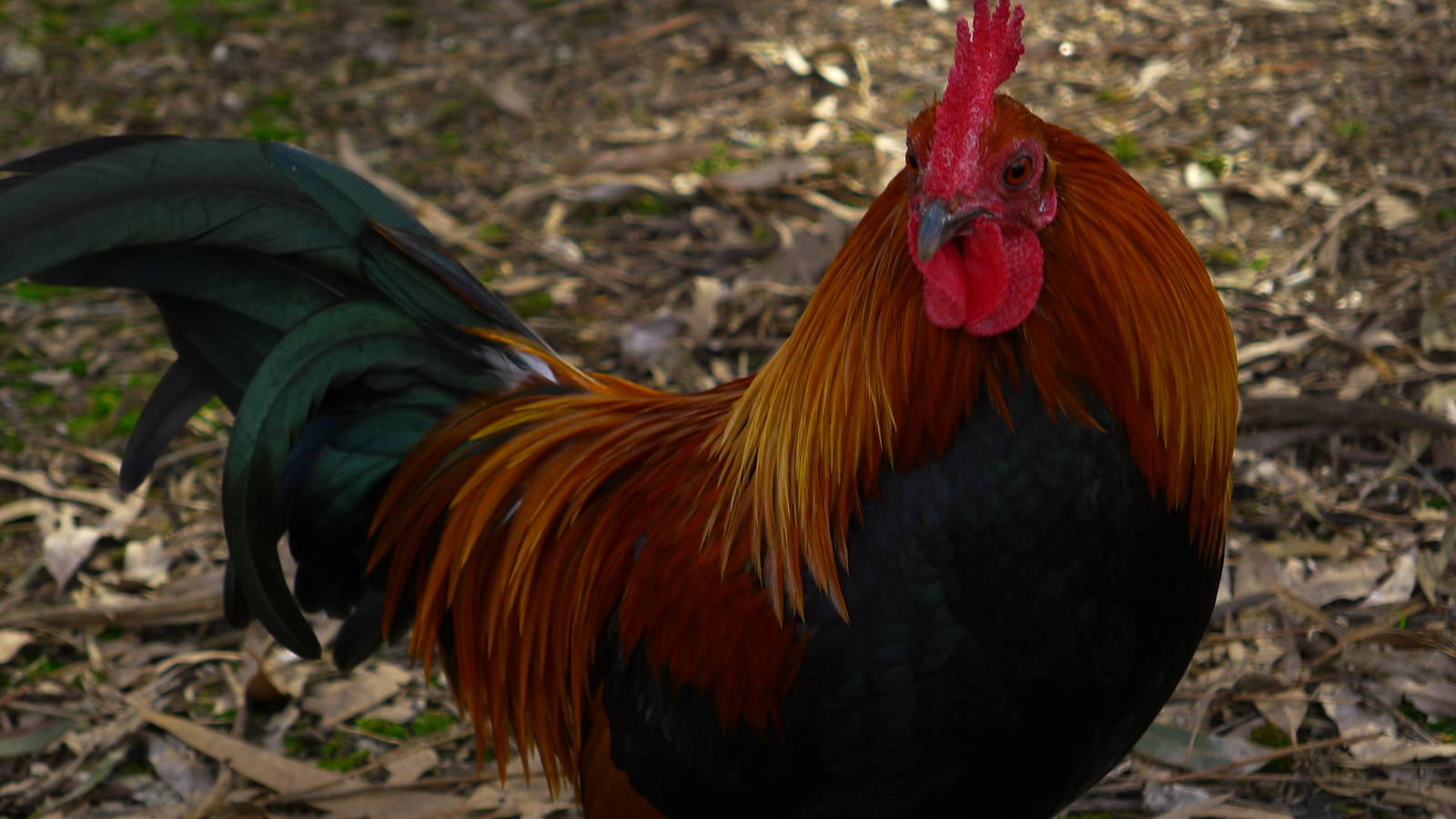 Red Jungle Fowl Cock