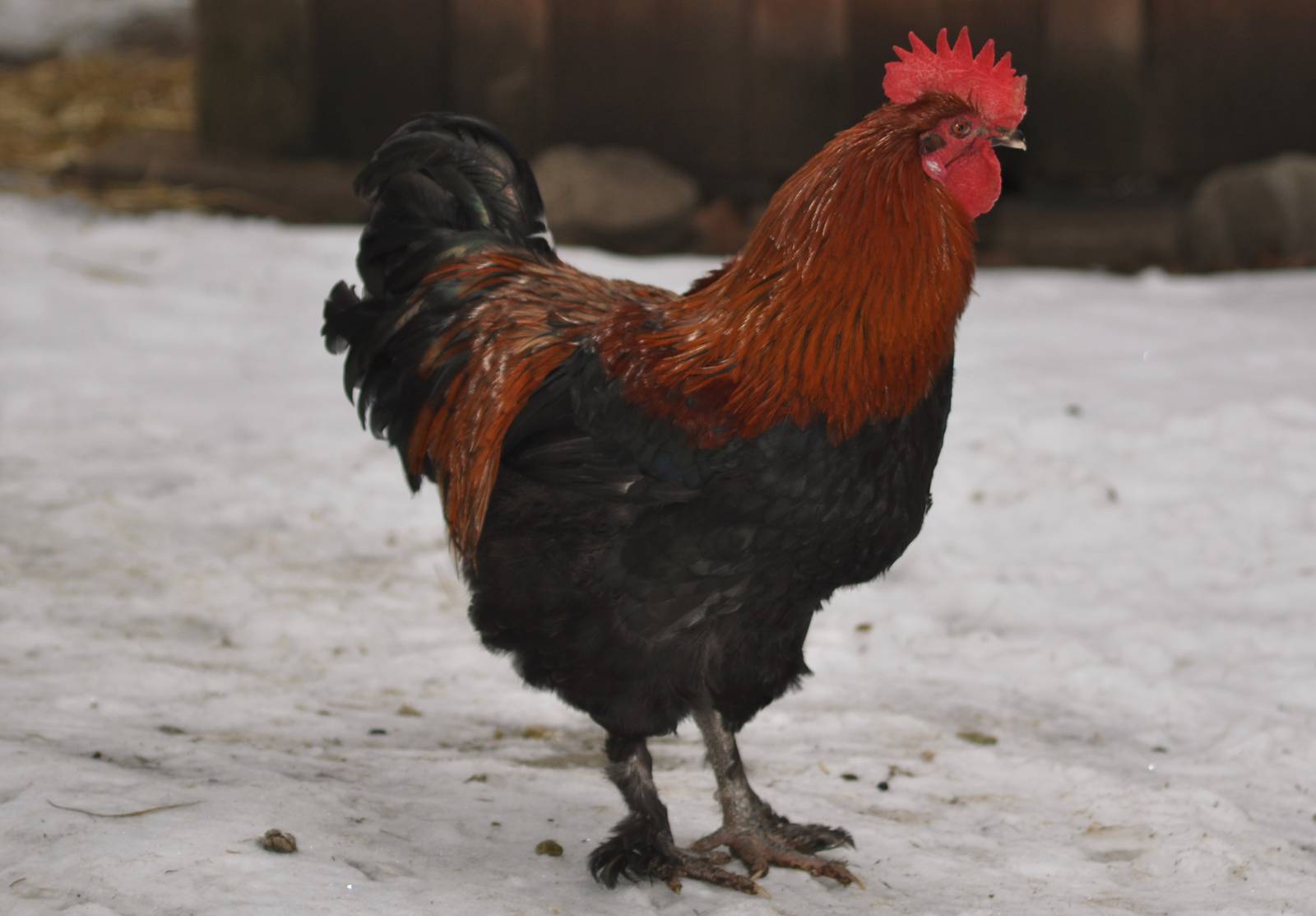 Red Jungle Fowl, descendant of...