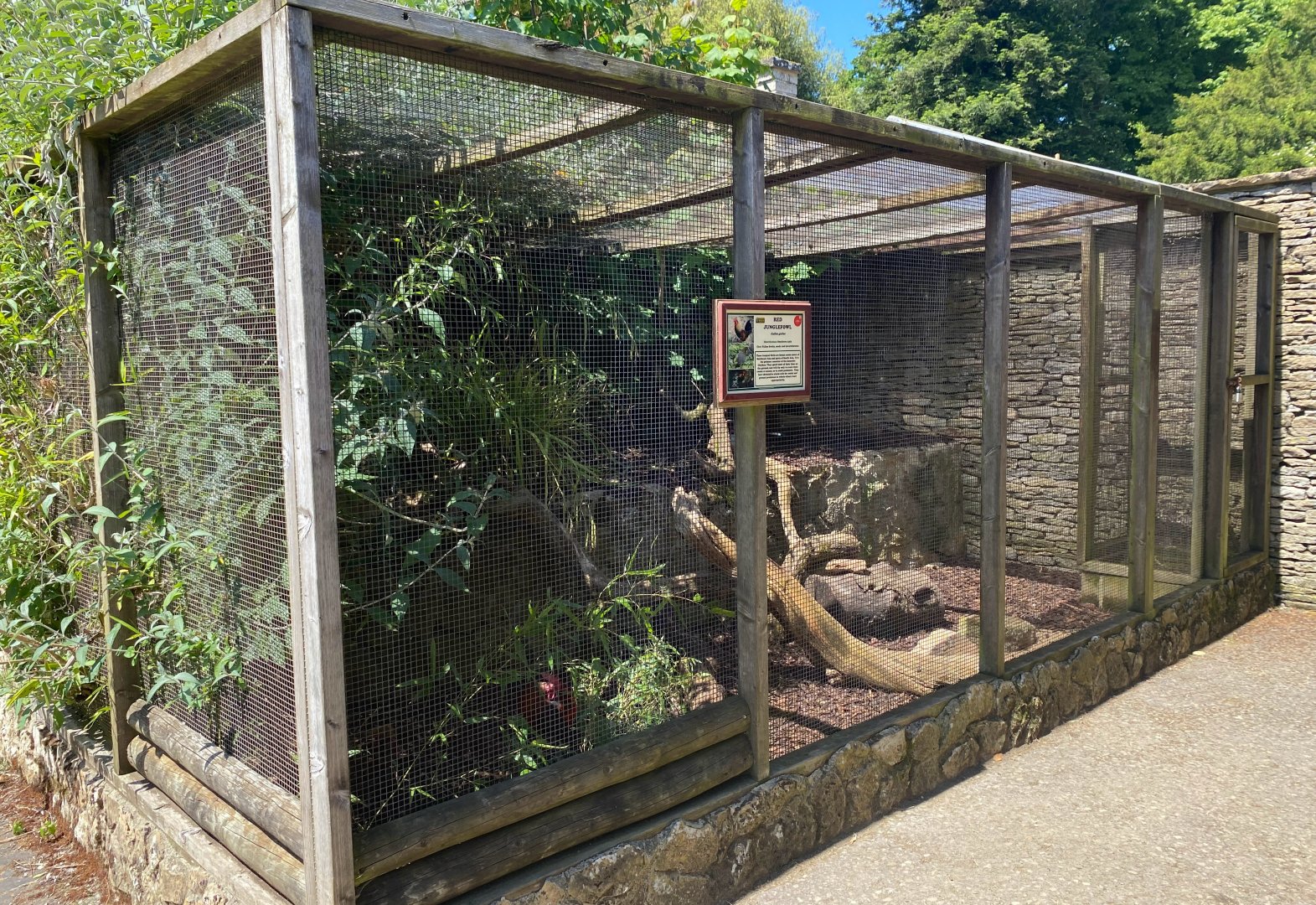 Red Jungle Fowl enclosure, CWP, UK