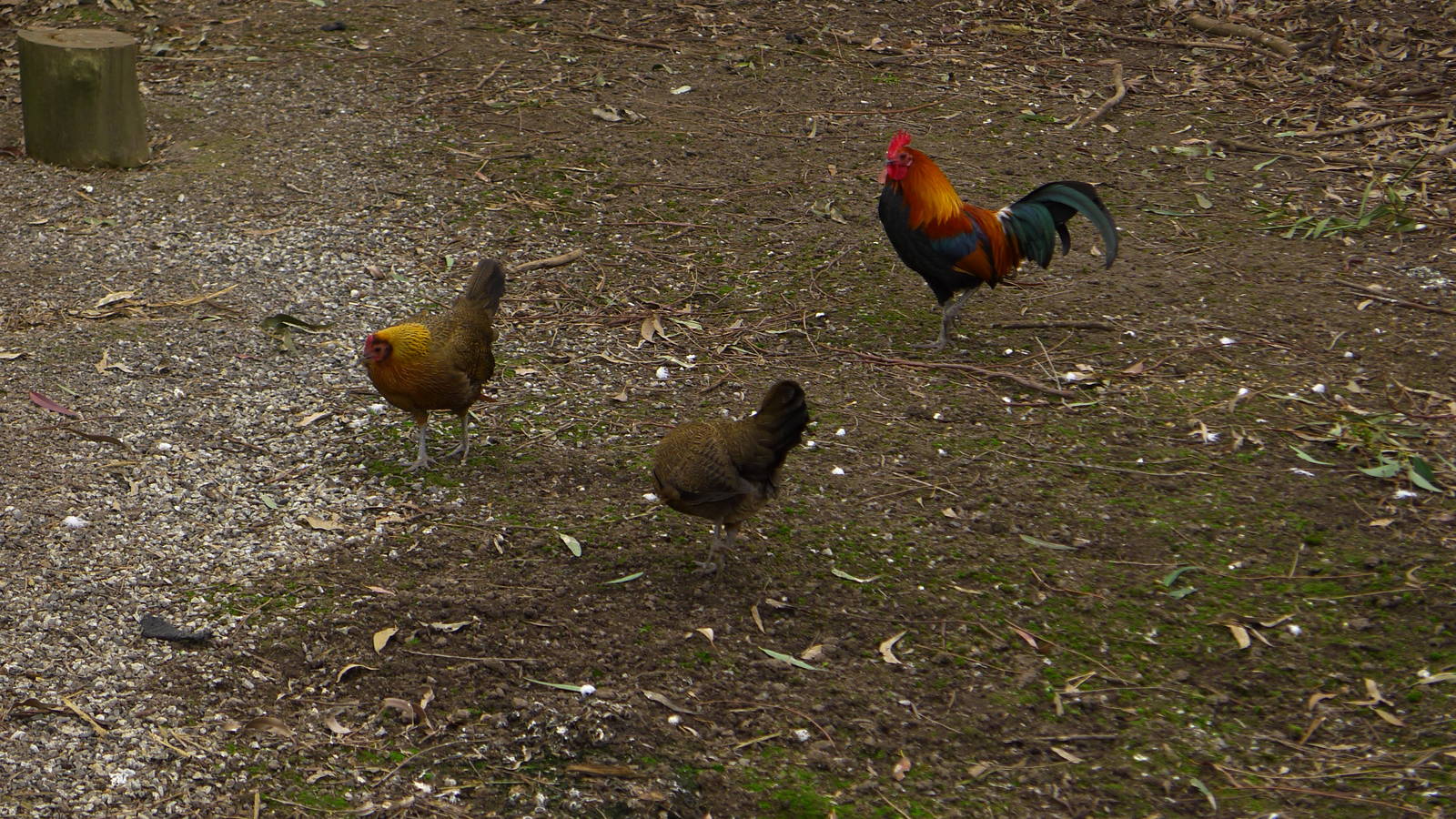 Red Jungle Fowl trio