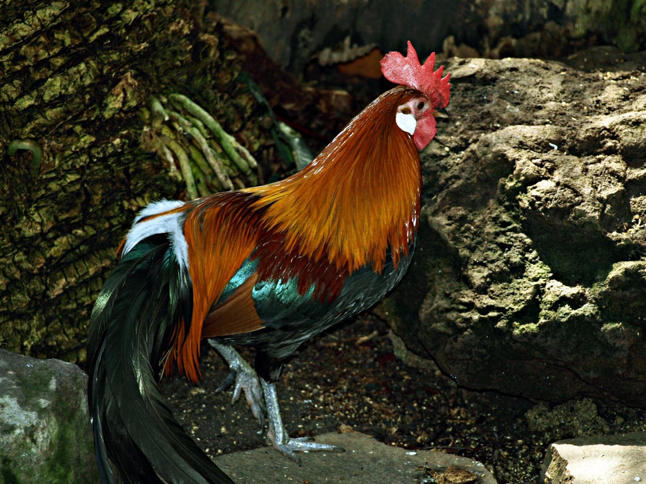 Red jungle fowl