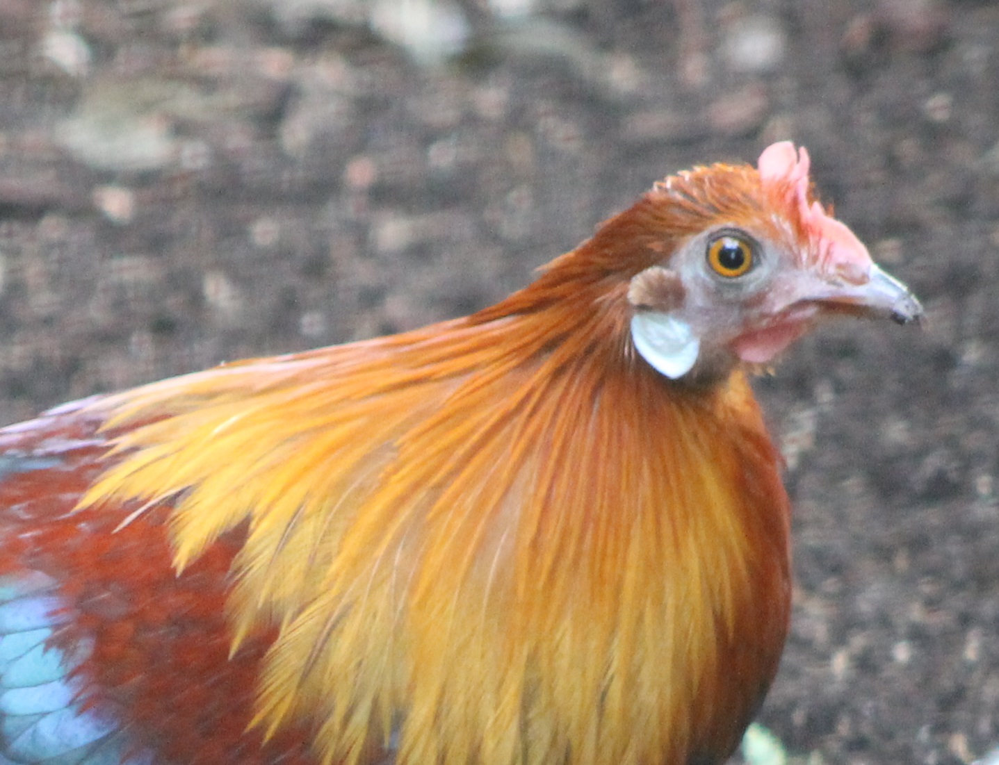Red jungle fowl