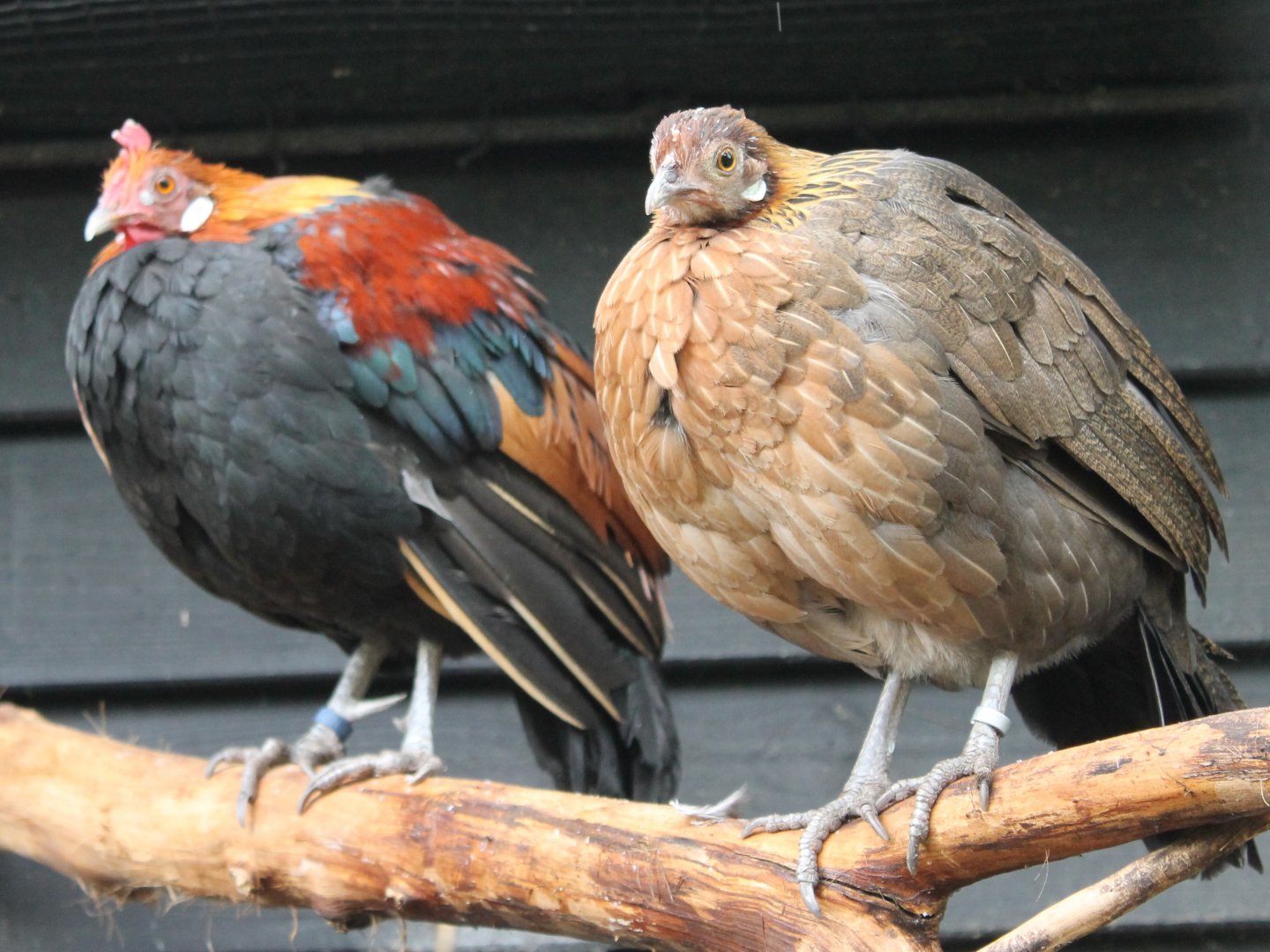 Red jungle fowl