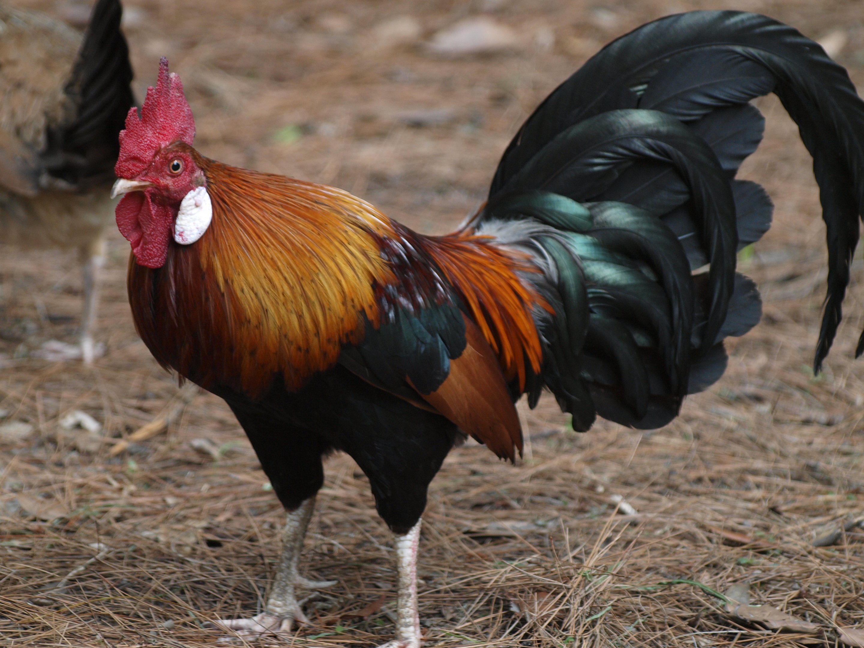 Red Jungle fowl