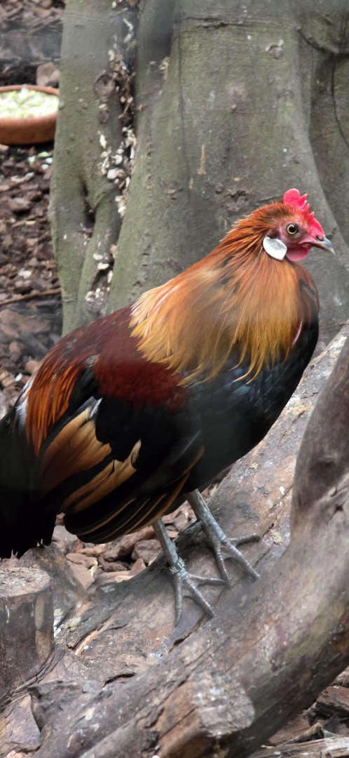 Red jungle fowl