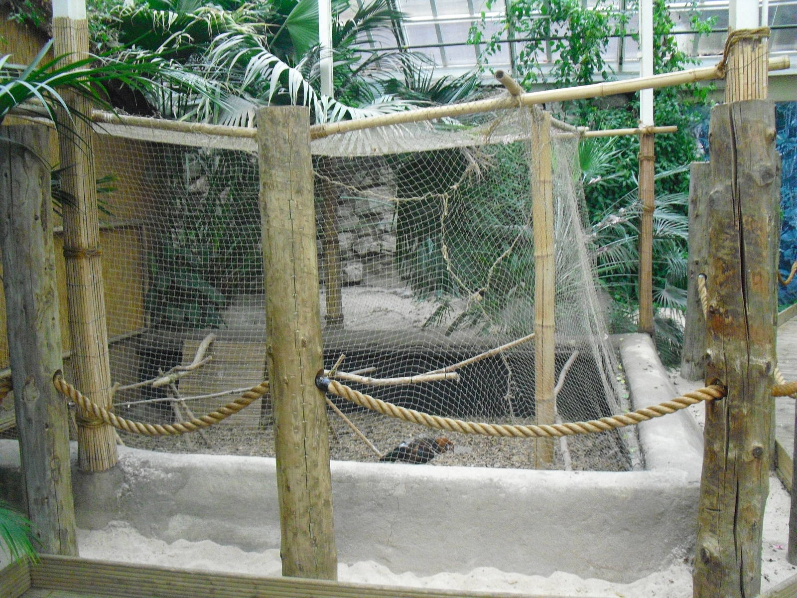 Red Junglefowl Aviary - 12/10/2011
