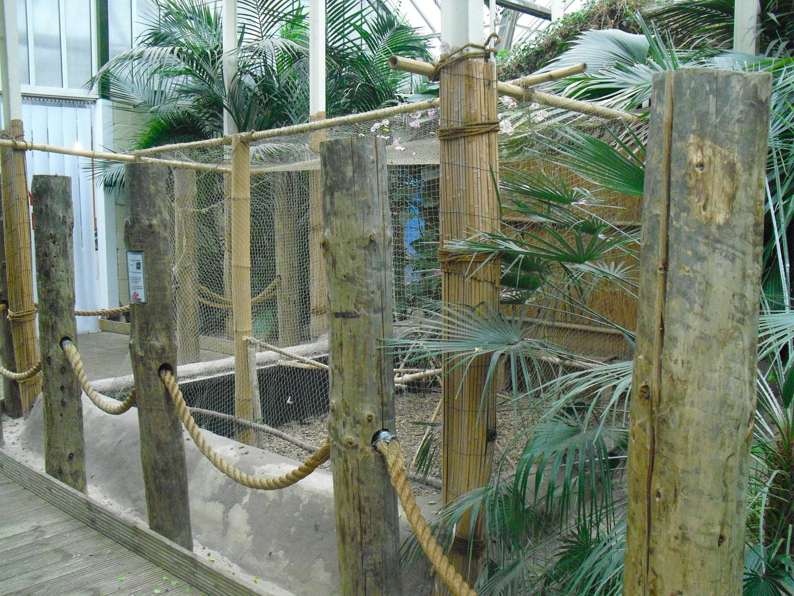 Red Junglefowl Aviary - 12/10/2011