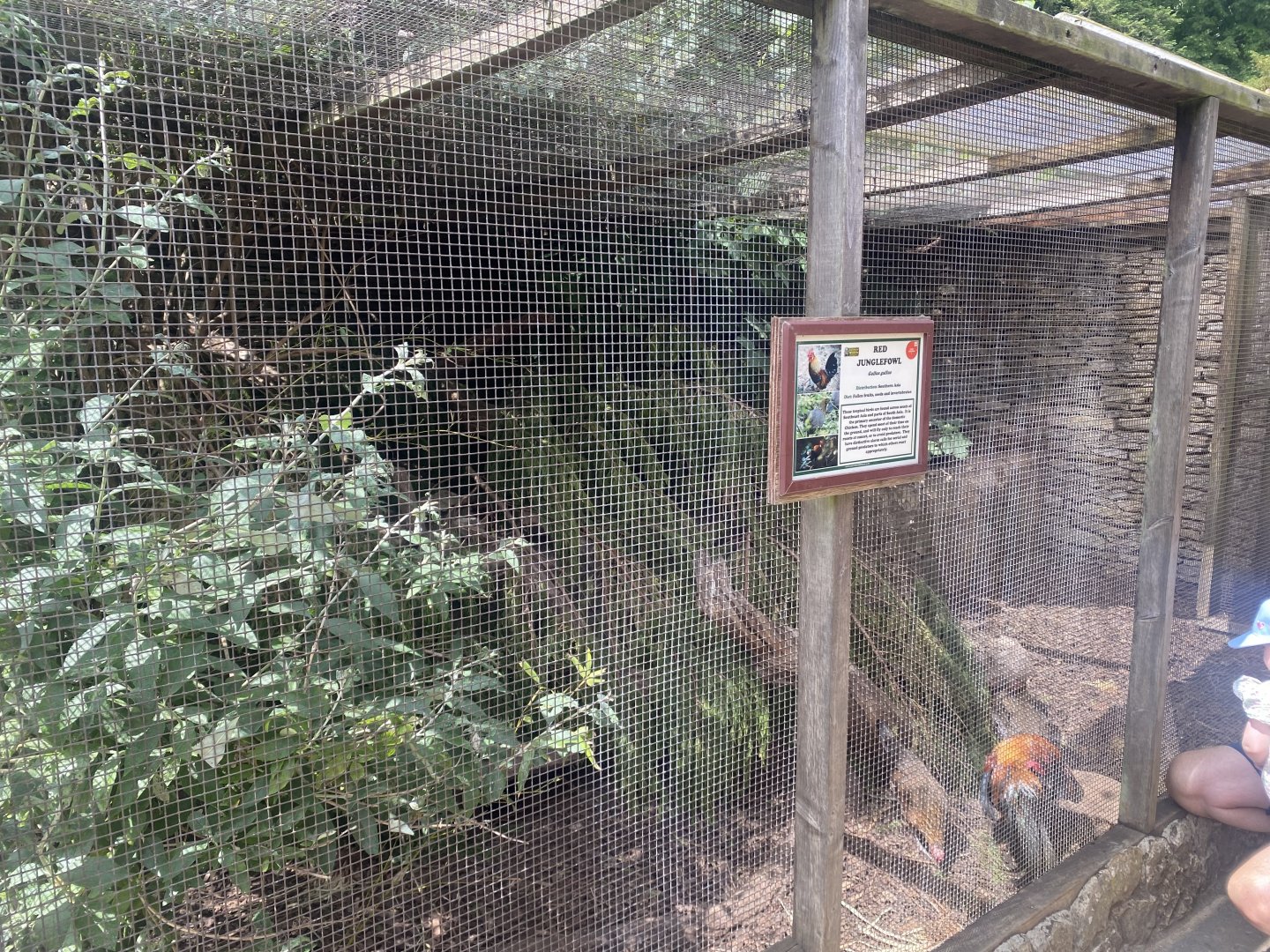 Red junglefowl aviary 310525