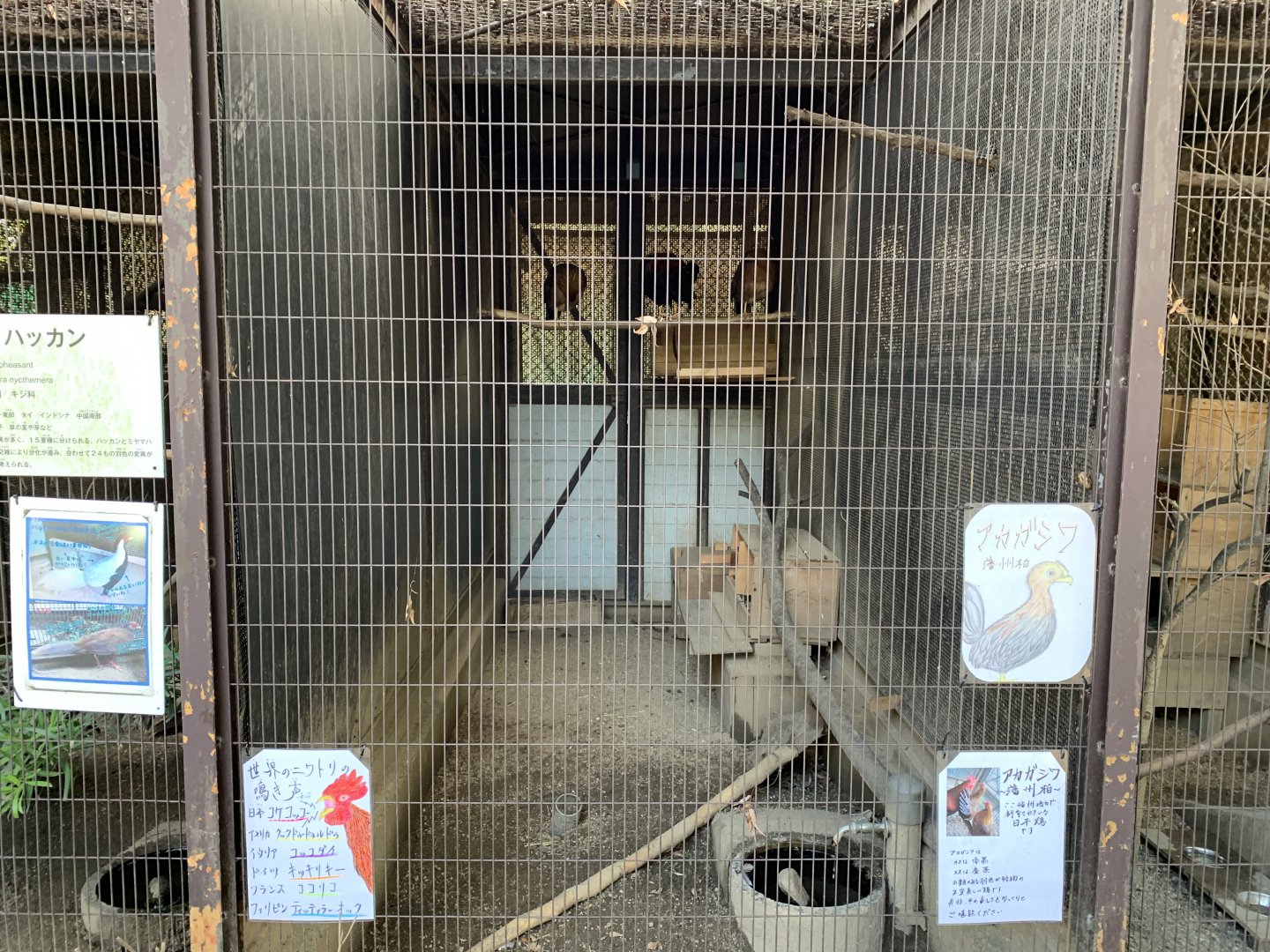 Red Junglefowl Enclosure (Himeji City Zoo)