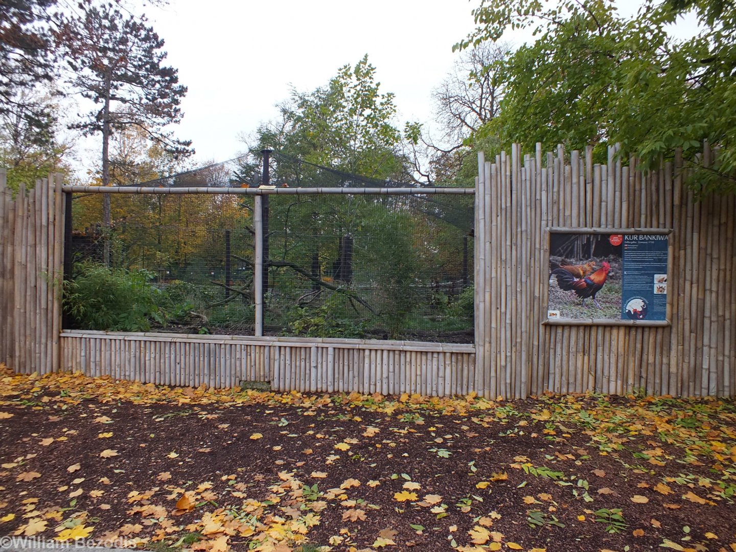 Red Junglefowl Enclosure