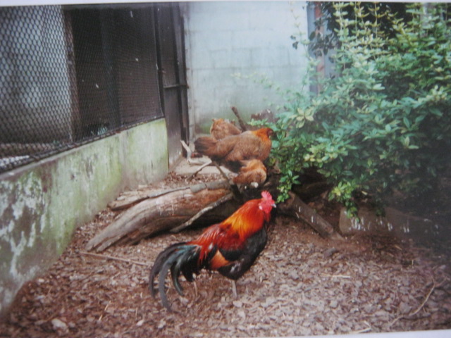 Red JungleFowl family London Zoo 1990.