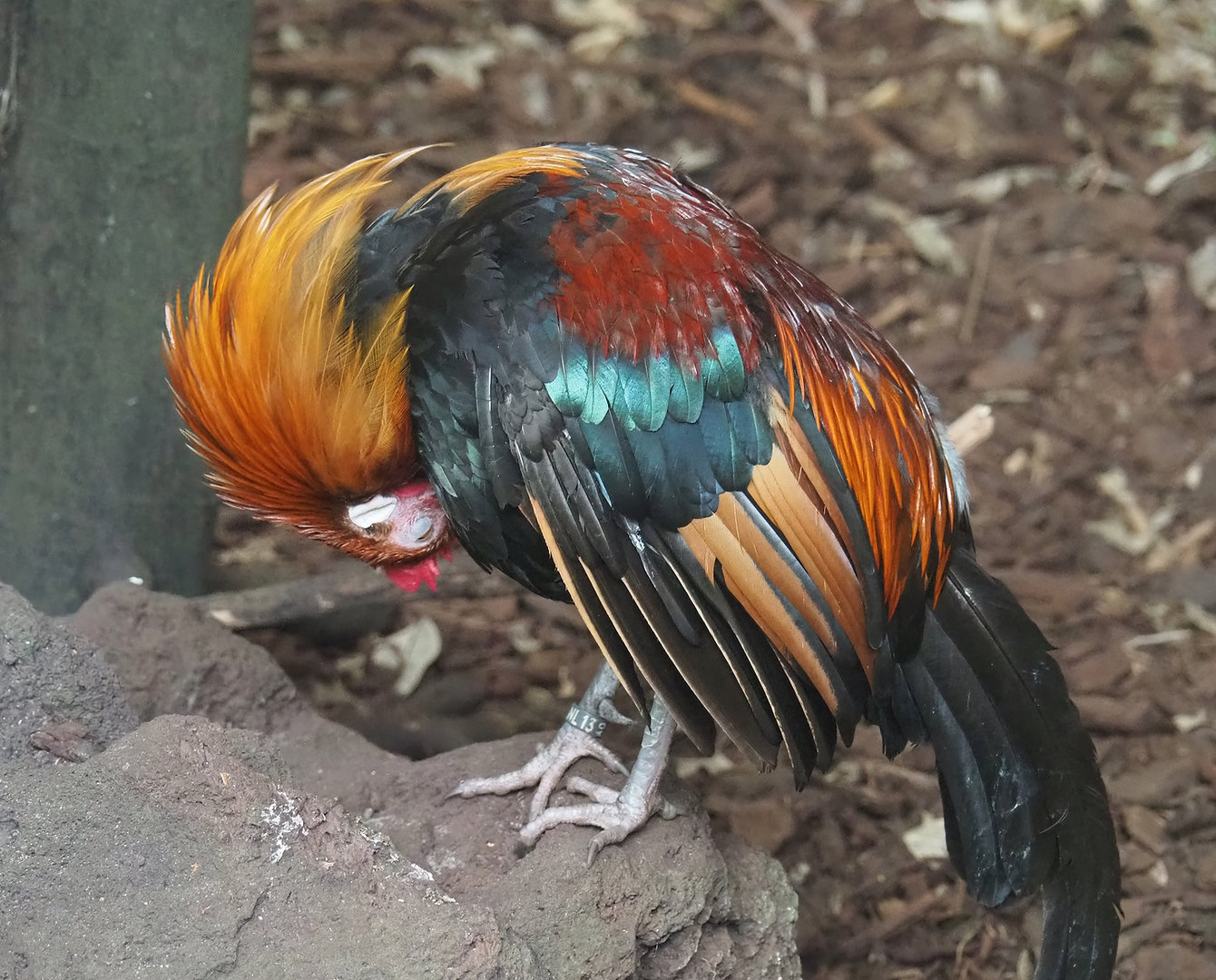 Red junglefowl (Gallus gallus), 2022-08-28