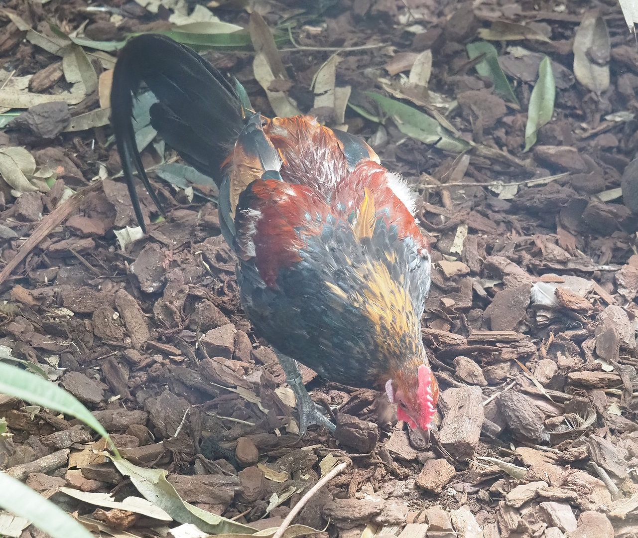 Red junglefowl (Gallus gallus), 2022-08-28