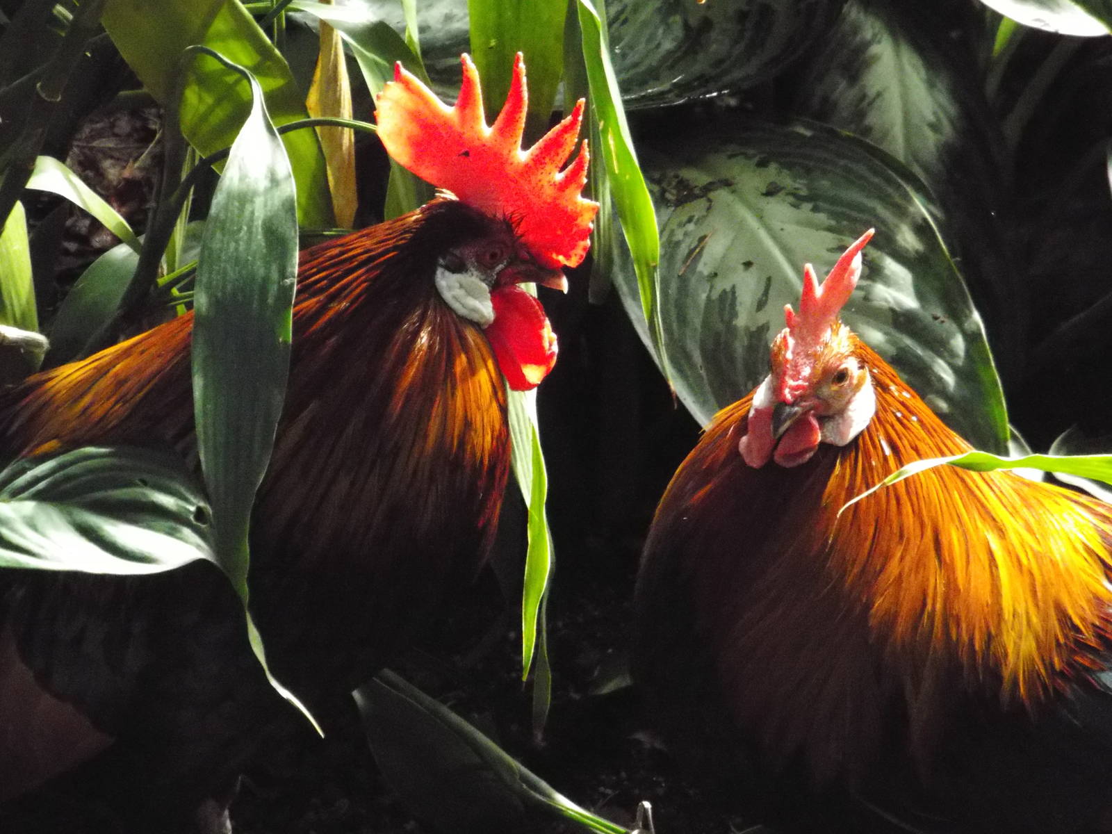 Red Junglefowl (Gallus gallus) at Tierpark Hellabrunn - April 9th 2015