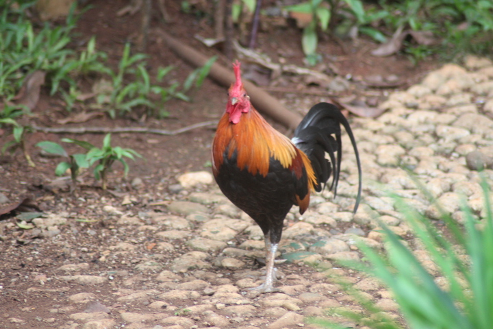 Red junglefowl (Gallus gallus bankiva)