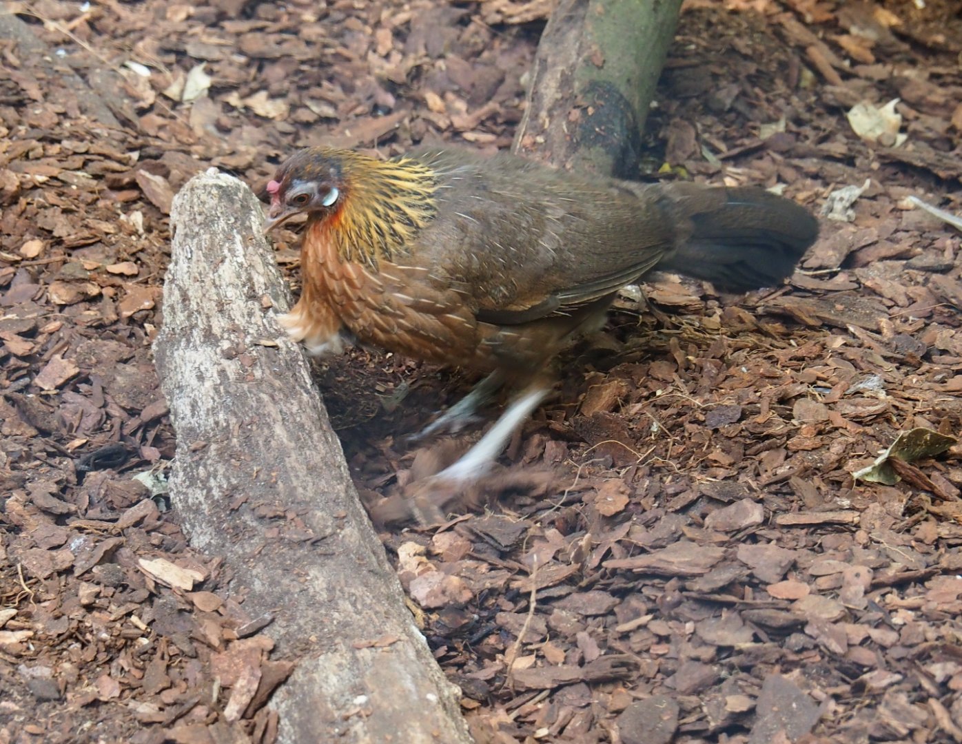Red junglefowl (Gallus gallus gallus) hen scratching (Sep 2nd, 2018)
