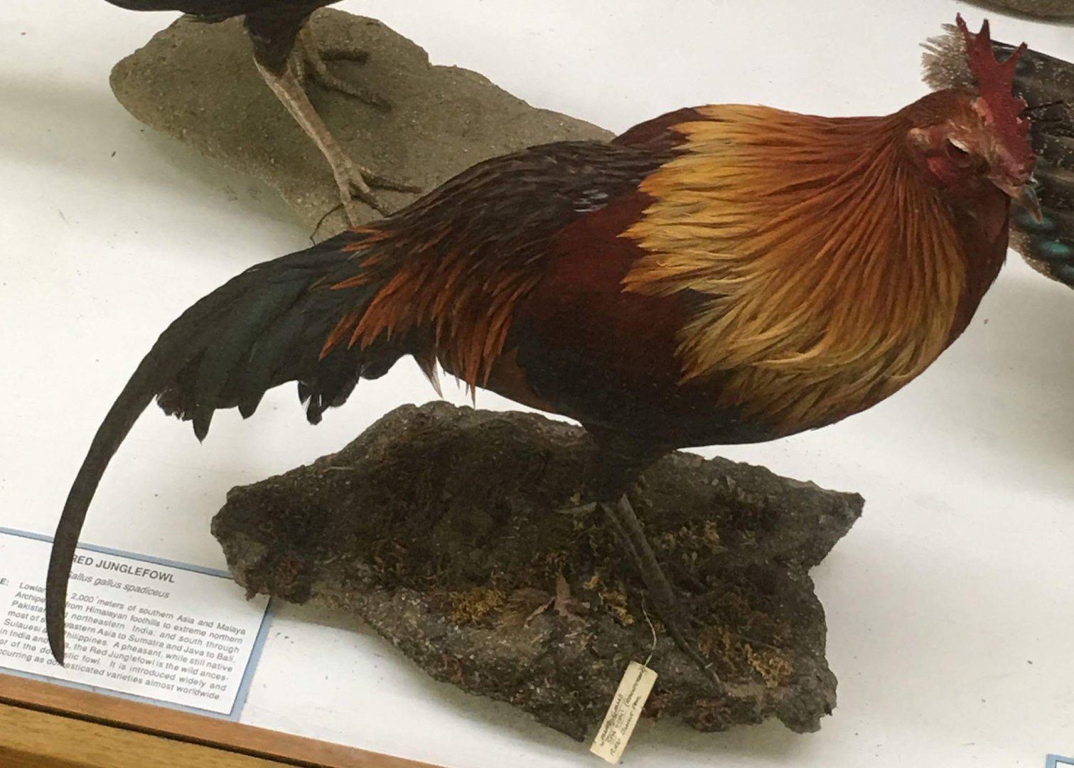 Red junglefowl (Gallus gallus spadiceus)