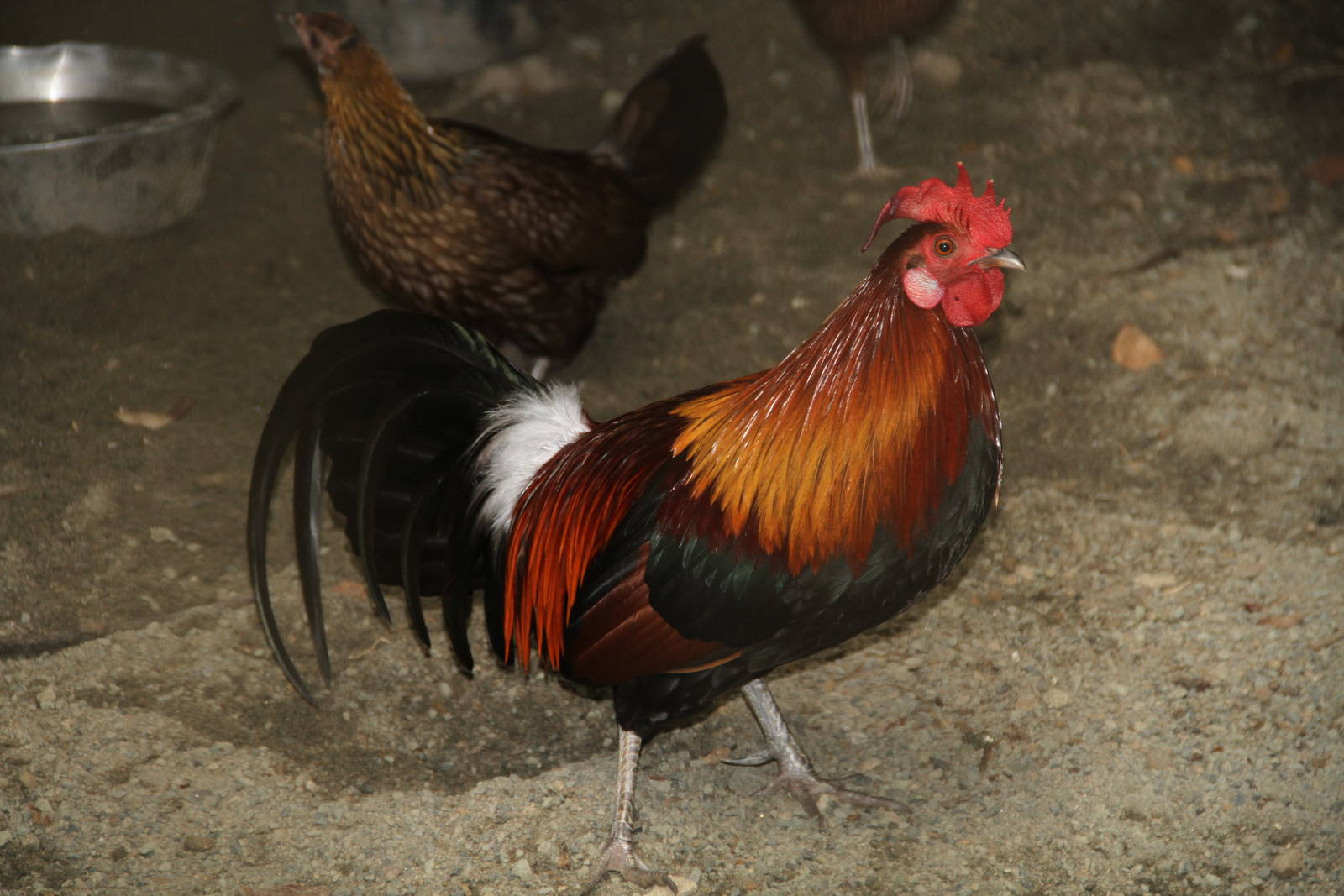 Red Junglefowl (Gallus gallus)