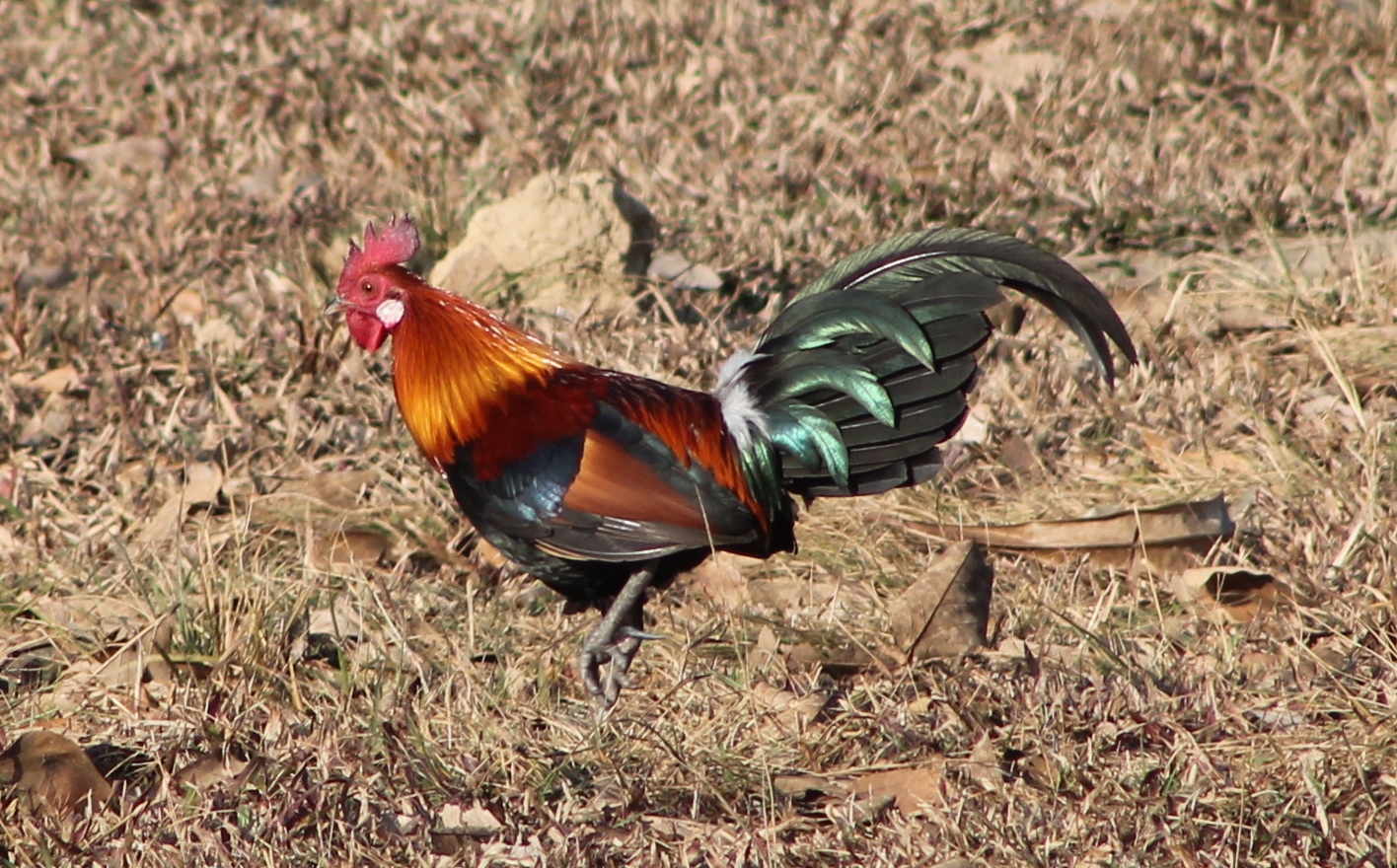 red junglefowl (Gallus gallus)