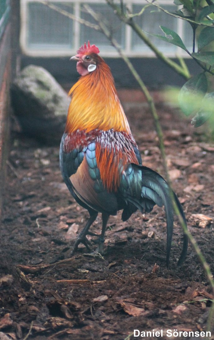 Red junglefowl (Gallus gallus)