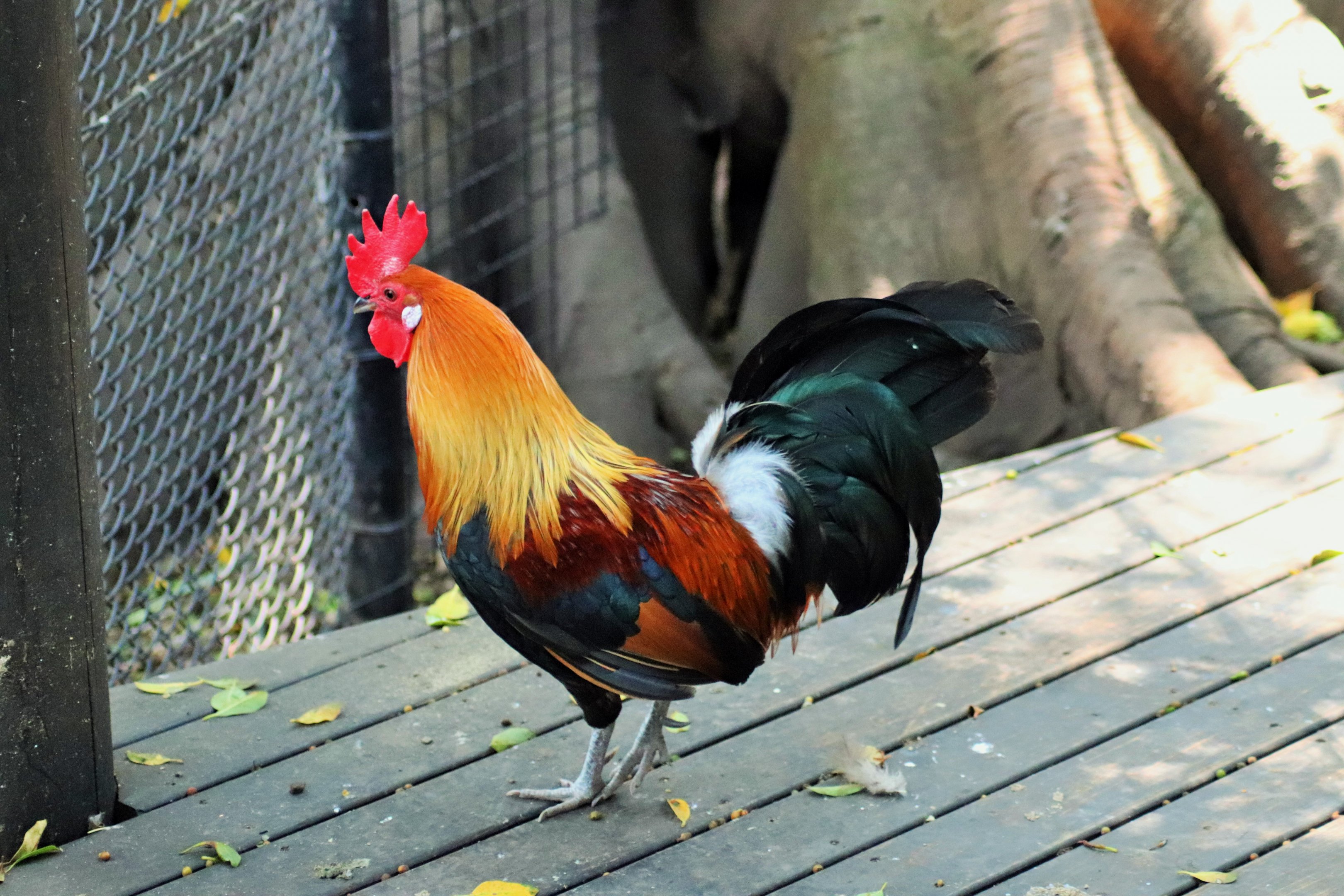 Red Junglefowl (Gallus gallus)