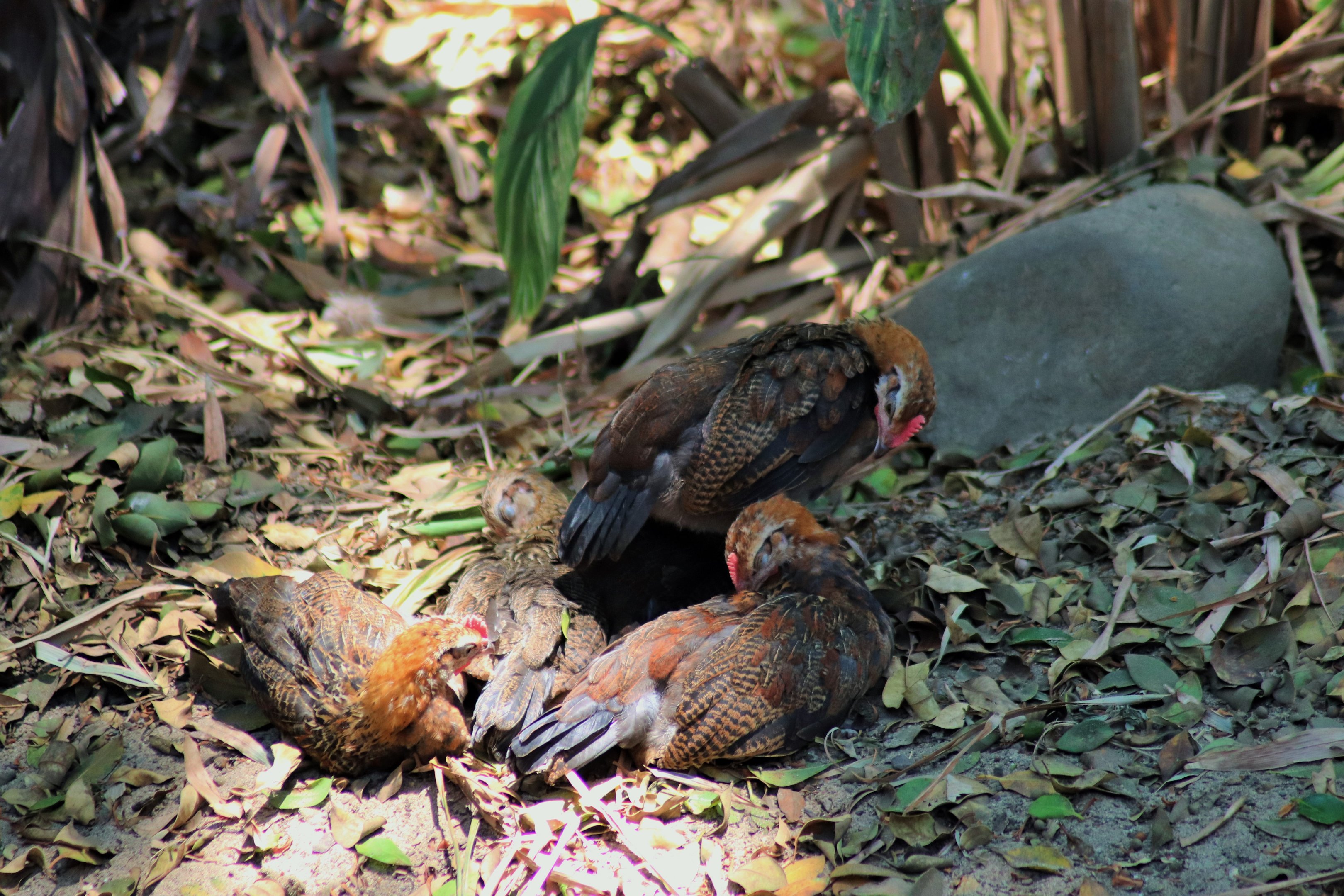 Red Junglefowl (Gallus gallus)