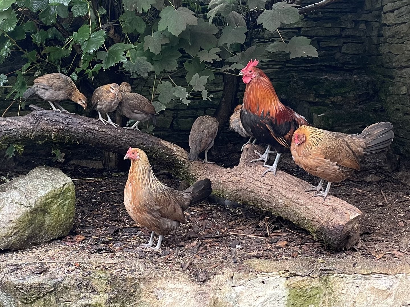Red Junglefowl, (Gallus gallus)