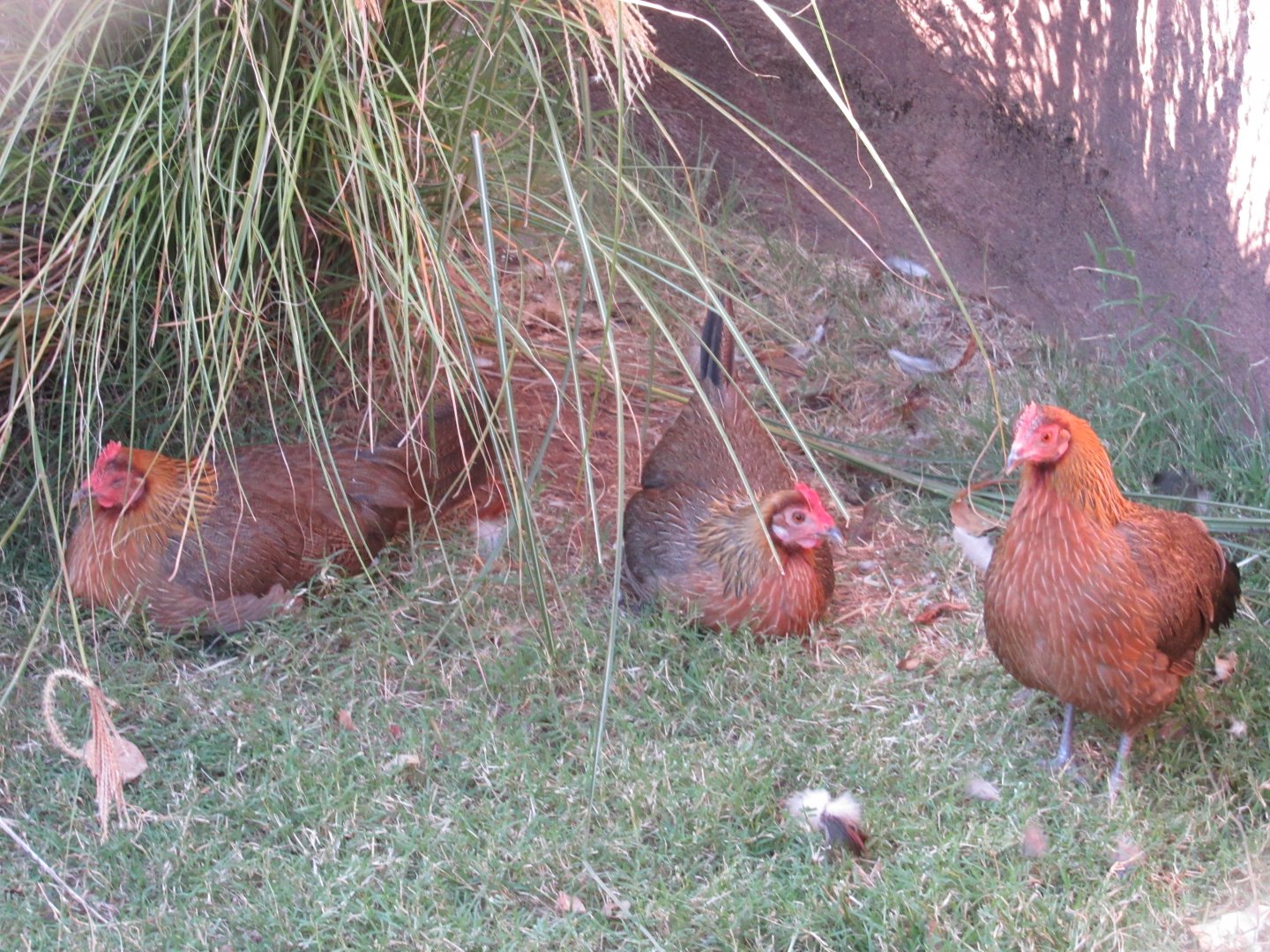 Red Junglefowl hens