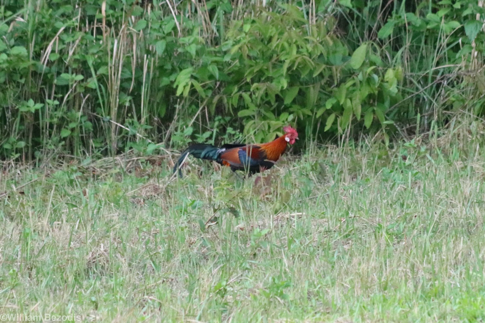 Red Junglefowl - Khao Yai National Park