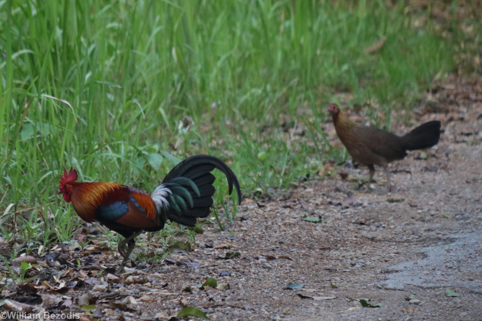 Red Junglefowl Pair - Kaeng Krachan National Park