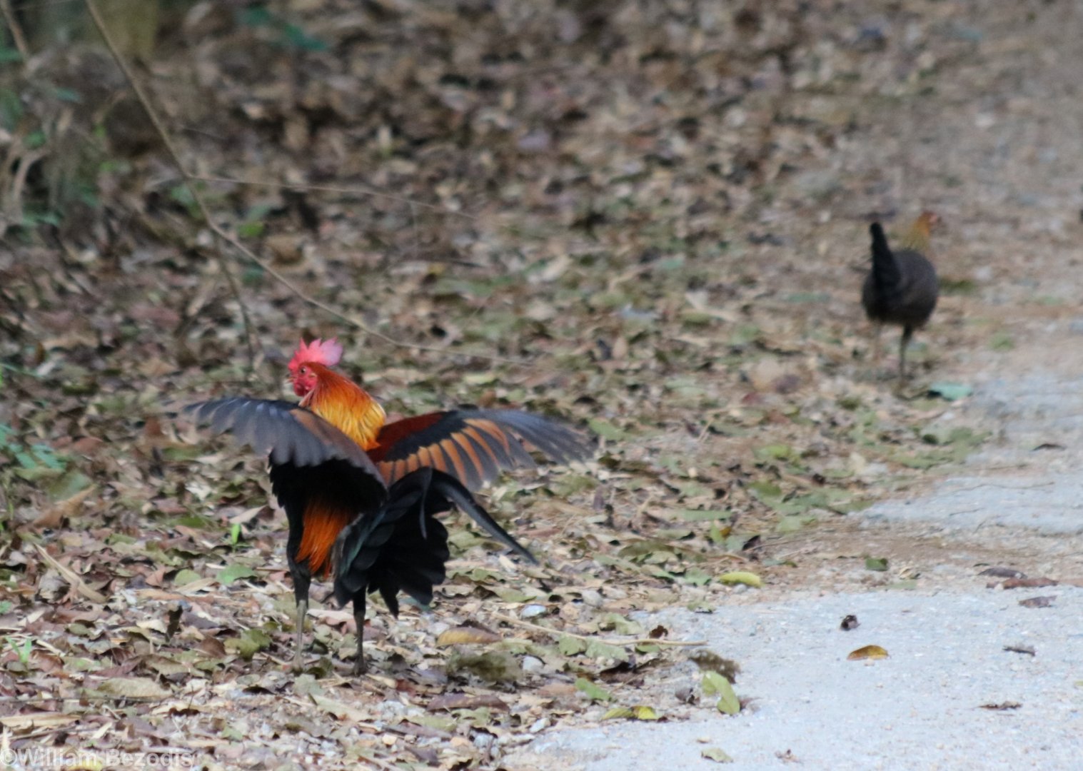 Red Junglefowl Pair - Kaeng Krachan National Park