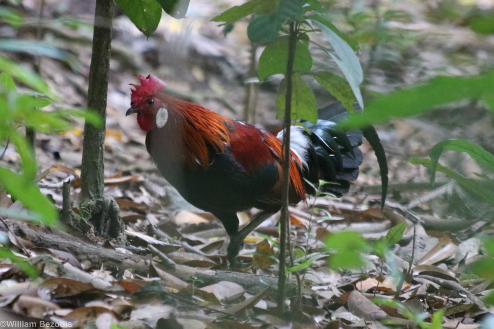 Red Junglefowl - Pulau Ubin