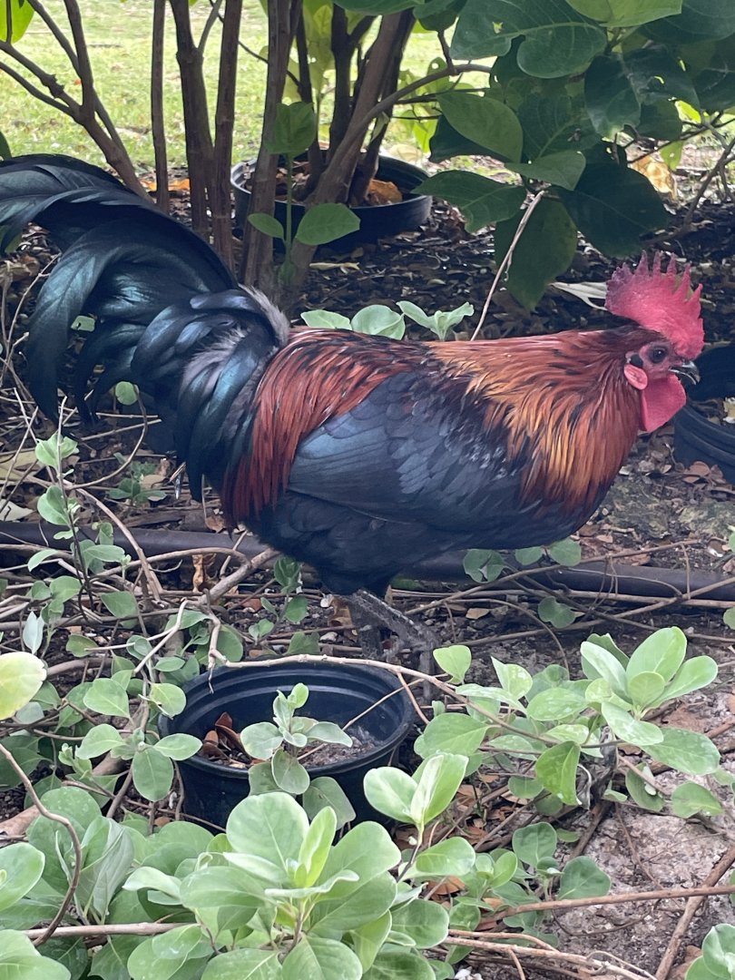 Red Junglefowl - Seen in Oahu, 2022