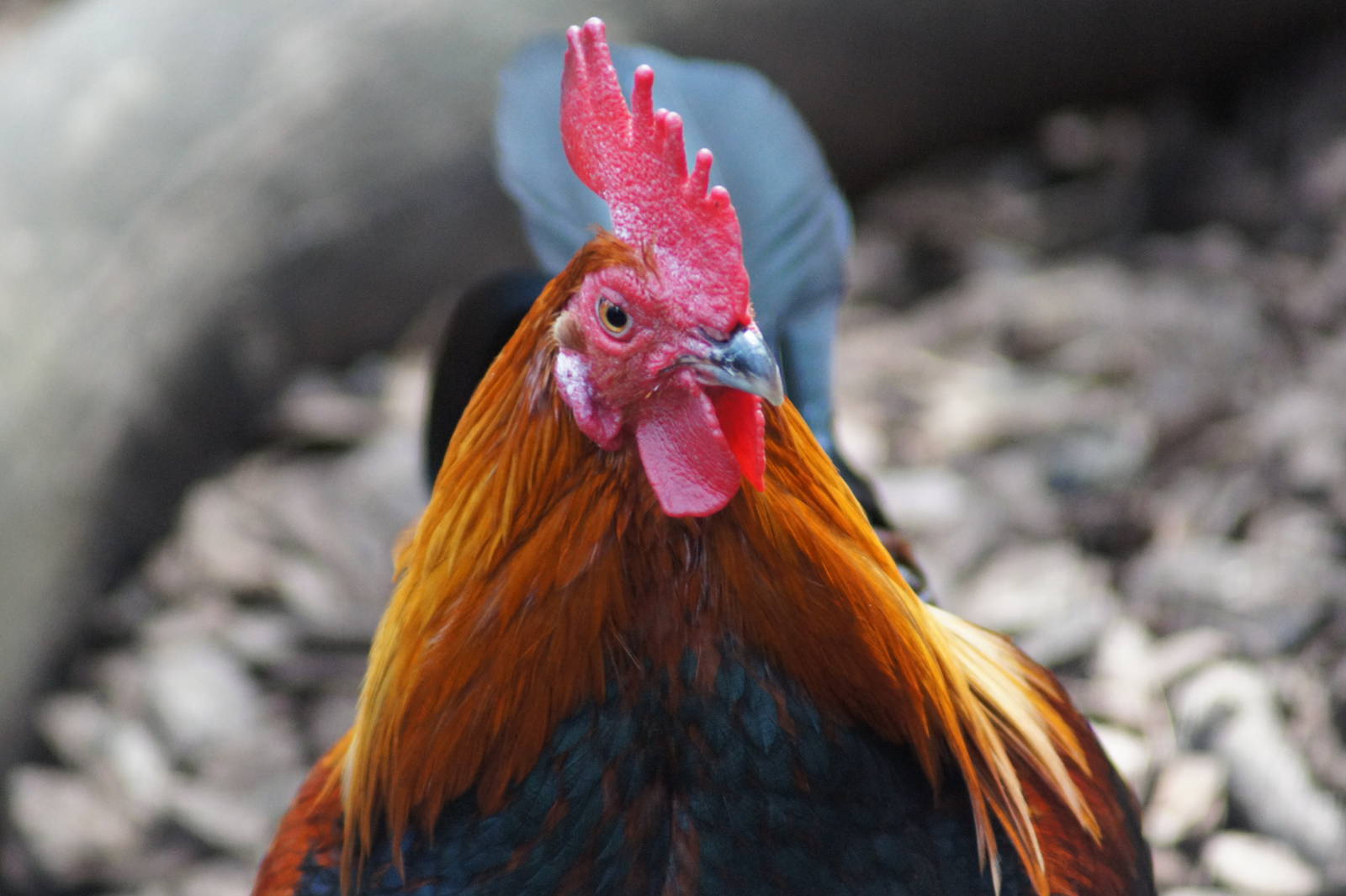 Red Junglefowl