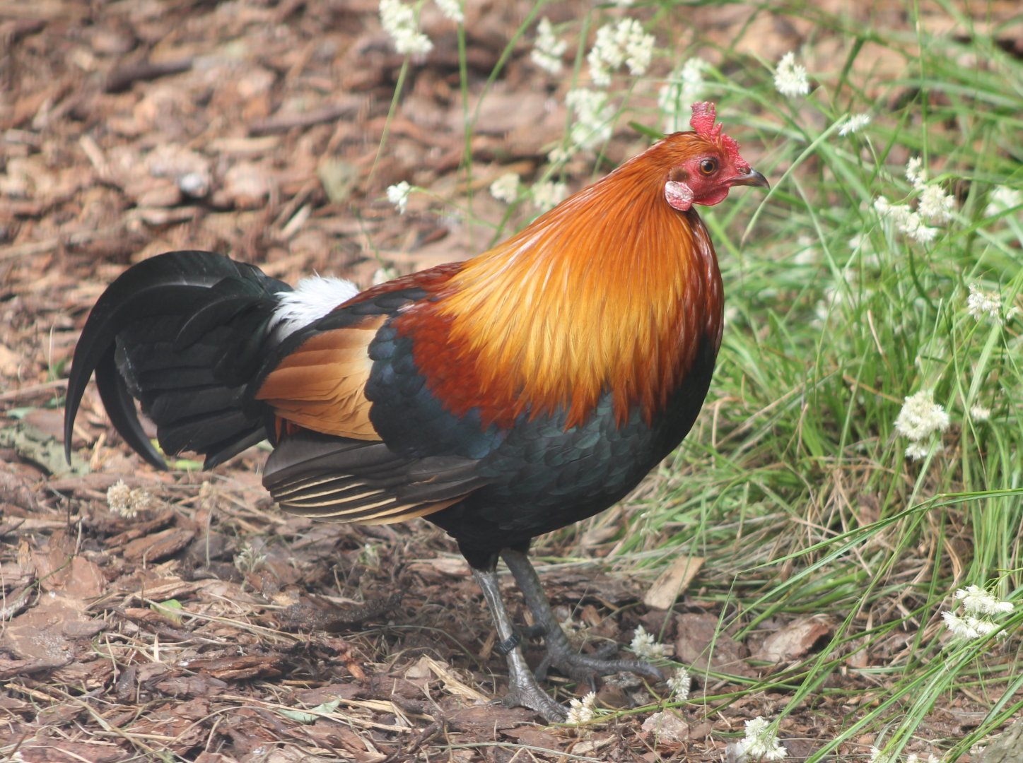 Red junglefowl