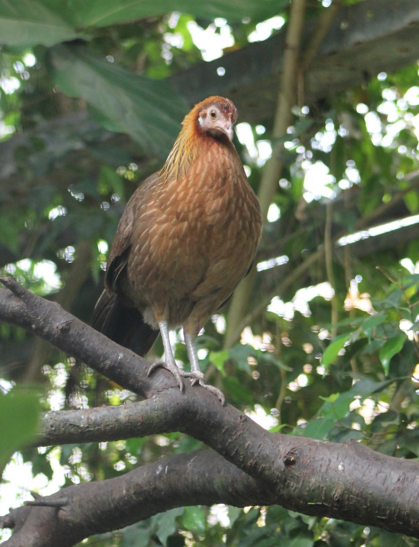 Red junglefowl