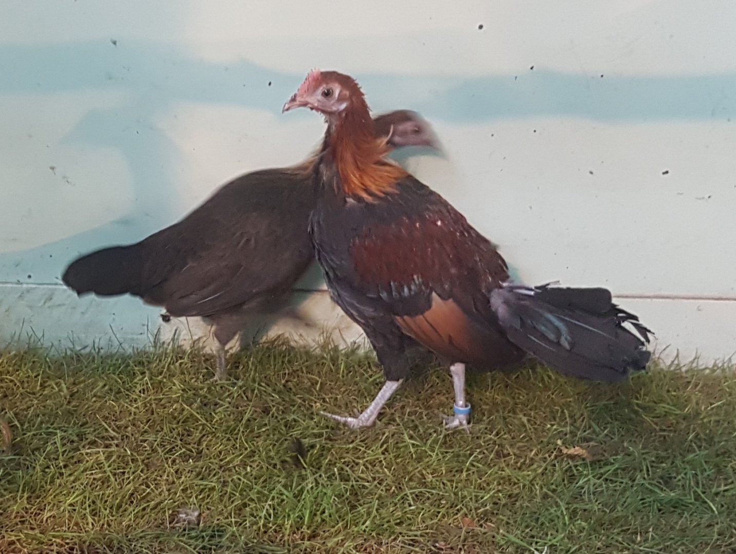 Red junglefowl