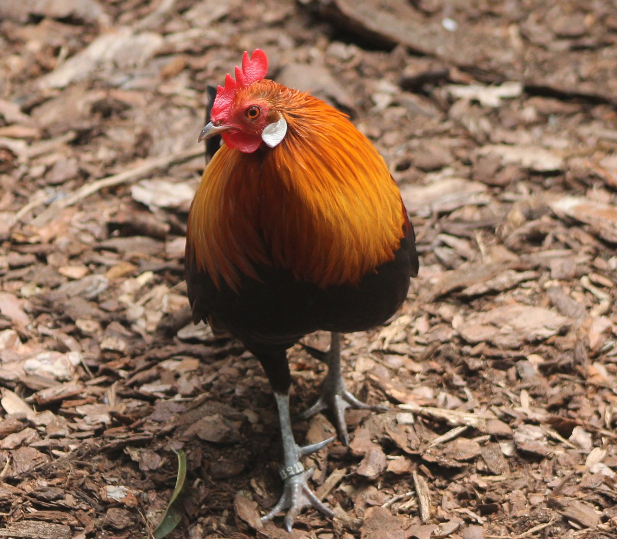 Red junglefowl