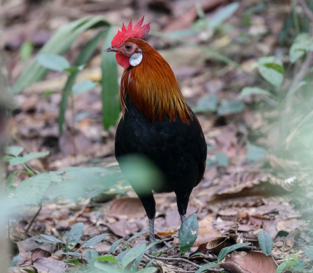 Red Junglefowl