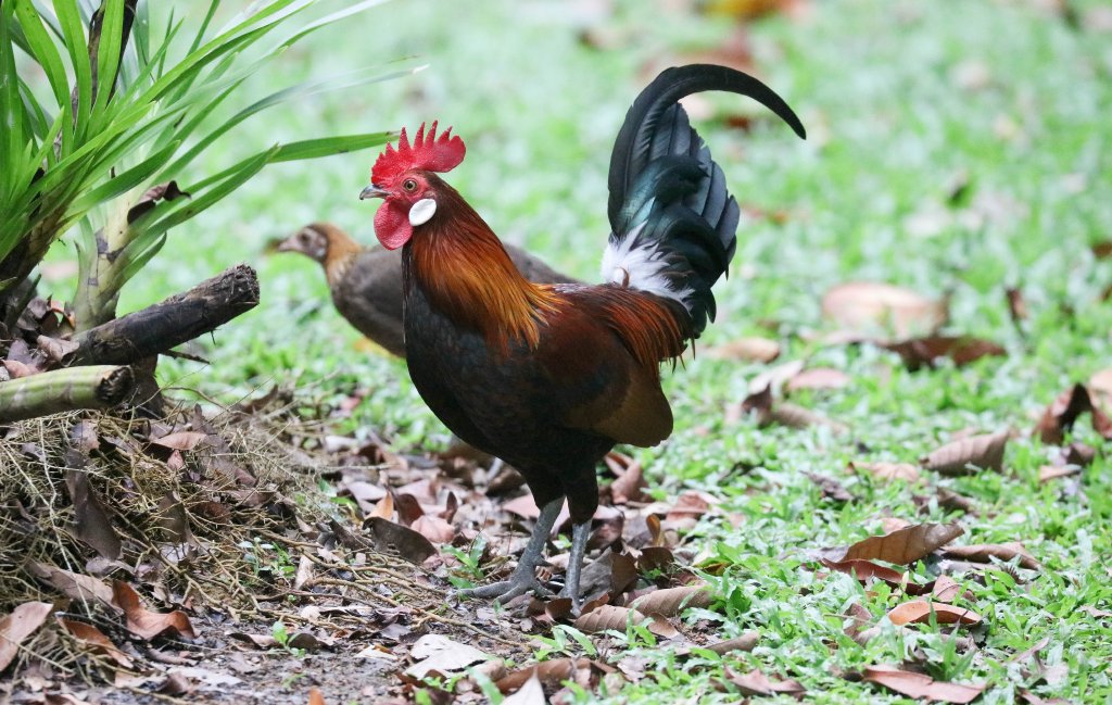 Red Junglefowl