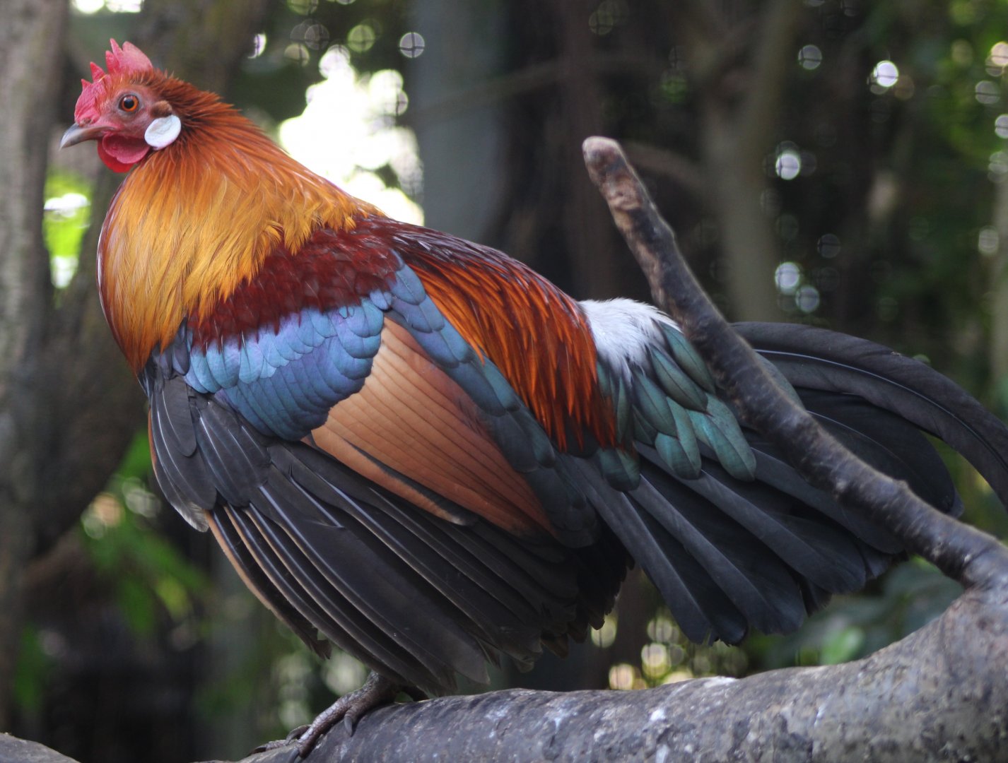 Red junglefowl